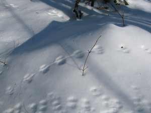 Animal Tracks in Snow make identification a lot easier. A deer mouse left these tracks.