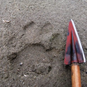 Backcountry College teaches survival skills like track ID as well. This is a cougar track. Notice the bi-lobed interdigital pad .