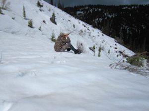 Glassing for spring bears