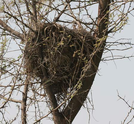 Squirrel nest as an example of a survival shelter